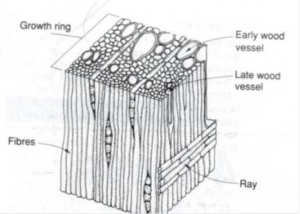 About Wood | Logs to Lumber