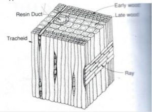 softwood