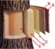 woodlayers